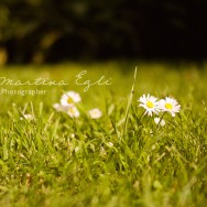 Daisies in a filed of grass.