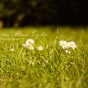 Daisies in a filed of grass.