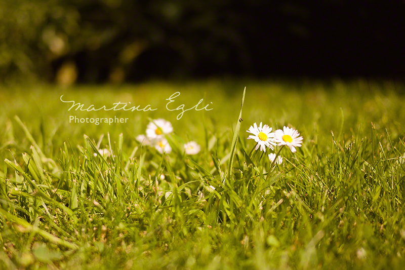 Daisies in a filed of grass.