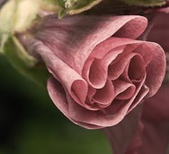 Blooming flower