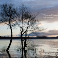 Trees submereged on the banks of loch lomond
