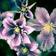 A vibrant colourful flower