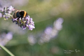 A bee sitting on a lavender flower.
