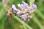 Bee collecting pollen from a flower