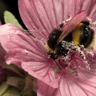 A bumble-bee covered in pollen