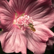 A hover-fly collects pollen from a flower.