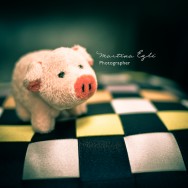 A cute little piggy on a cushion