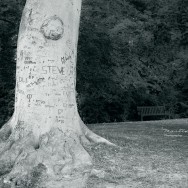 A tree with various names carved into it's trunk, steve is prominent.