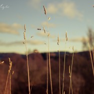 A field of wheat.