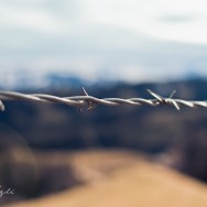 Barbed Wire with an out of focus background.