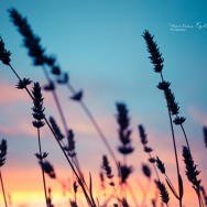 Ears of Lavender, silhouetted against the lilac sky.