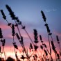 Ears of Lavender, silhouetted against the lilac sky.
