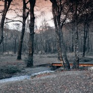 A little red bridge in a forest.