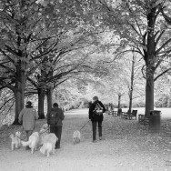 A group of dog-walkers.
