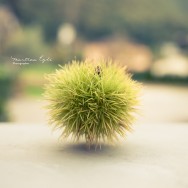 A single chestnut.