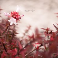 A single white flower among red leaves.