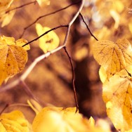A lime tree in autumn.