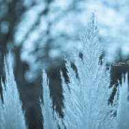 Leaves from a winter plant.
