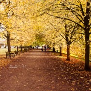A promenade of golden lime trees in autumn.