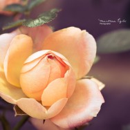 The last flower on a rose bush in autumn.