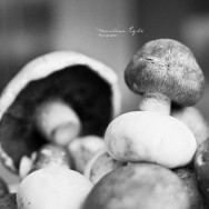 Assorted mushrooms.