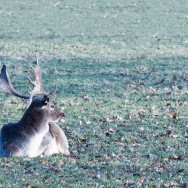A reindeer sitting on the meadow on a early winter morning.
