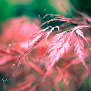 A red coloured leaf.