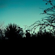 A silhouette of trees and bushes against a dark turquoise sky.