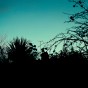 A silhouette of trees and bushes against a dark turquoise sky.