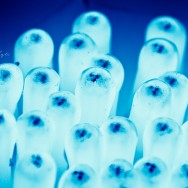 Macro photography of incandescent plant stems