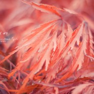 Red leaves on an autumn tree.