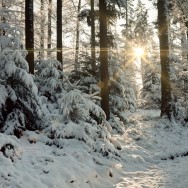 A path of light illuminates a winter forest.
