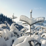 A wintry forest of snow covered conifer trees.