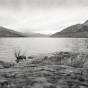 Loch Lomond The banks of Loch Lomond, Scotland.
