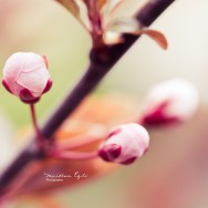 The first buds on a tree in spring.