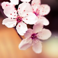 Blossoms on a tree.