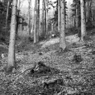 Trees in a forest