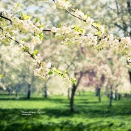 Blossoms on a tree in Regents Park, London.