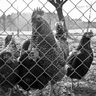 A Cock and his Hens.