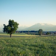 A meadow in Switzerland, the Rigi mountain in the background.