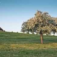 Tree in Bloom a tree in full bloom, a barn on the horizon.