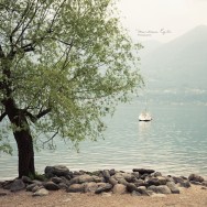 A tree overlooking a serene lake, a mountain climbs into the mist.