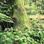 A tree covered in moss, surrounded by green leafy plants