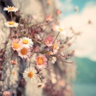 Daisies gowing wild on a cliff edge.