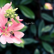 A bee collects pollen from a pink flower