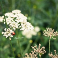 A ladybird on a yarrow.
