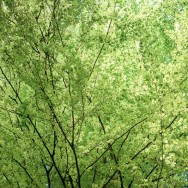 The uppermost branches of trees in a forest, forming a continuous layer of foliage.