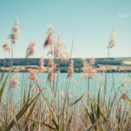 A view of the Lake Long stemed plants along the edge of an aqua marine lake.