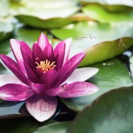 A Lilac Lily floating on a bed of leaves