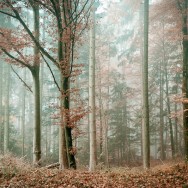 A misty forest in the autumn